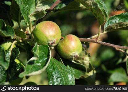 young apples