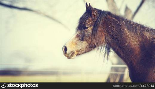 Young arabian thoroughbred horse on autumn background , close up portrait, toned