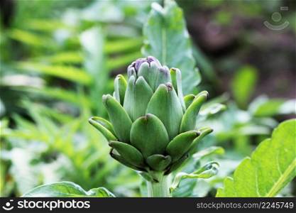 Young artichoke plants grows in a field .. Young artichoke plants grows in a field