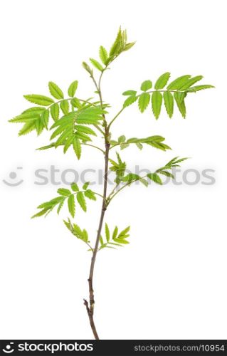Young ash tree on white