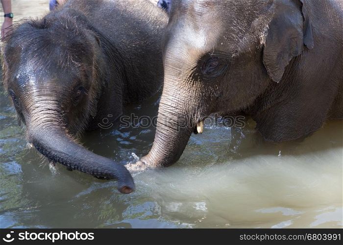 young asian elephant bathing in stream creek river in nature