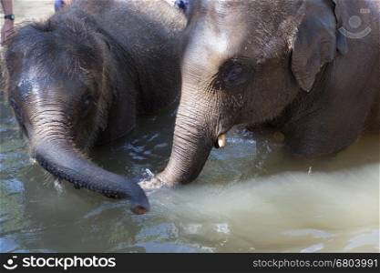 young asian elephant bathing in stream creek river in nature