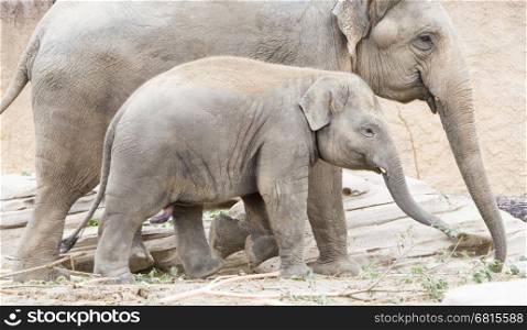 Young asian elephant (Elephas maximus) with its mother