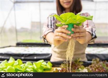 Young Asian hydroponics organic farmer collecting vegetables salad and giving in nursery greenhouse. People lifestyles and business. Indoor agriculture and cultivation environment gardener concept