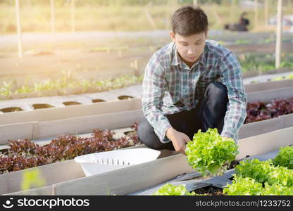 Young asian man farmer checking fresh organic vegetable kitchen garden in the farm, produce and cultivation green oak lettuce for harvest agriculture with business in the field, healthy food concept.