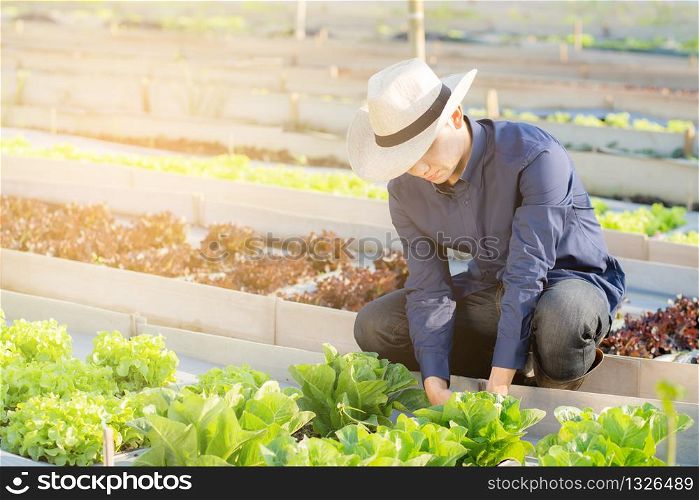 Young asian man farmer checking fresh organic vegetable kitchen garden in the farm, produce and cultivation green cos lettuce for harvest agriculture with business in the field, healthy food concept.