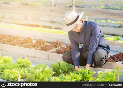 Young asian man farmer checking fresh organic vegetable kitchen garden in the farm, produce and cultivation green cos lettuce for harvest agriculture with business in the field, healthy food concept.