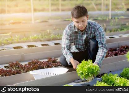 Young asian man farmer checking fresh organic vegetable kitchen garden in the farm, produce and cultivation green oak lettuce for harvest agriculture with business in the field, healthy food concept.