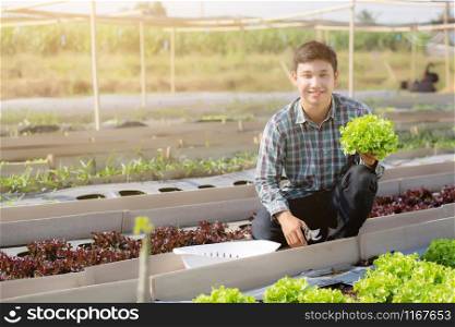 Young asian man farmer holding and showing fresh organic green oak lettuce in the farm, produce and cultivation for harvest agriculture vegetable kitchen garden with business, healthy food concept.