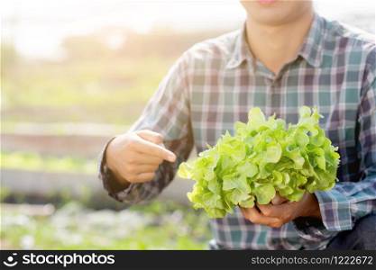 Young asian man farmer holding and showing fresh organic green oak lettuce and gesture pointing in farm, produce and cultivation for harvest agriculture vegetable with business, healthy food concept.