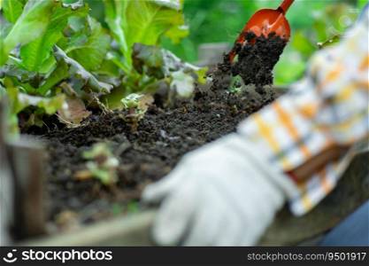 Young Asian woman farmer working in organic garden vegetables. Woman picking fresh lettuce in garden. Curly green leaves of green lettuce growing in a garden.