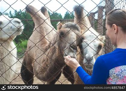 Young attractive woman feeding camels