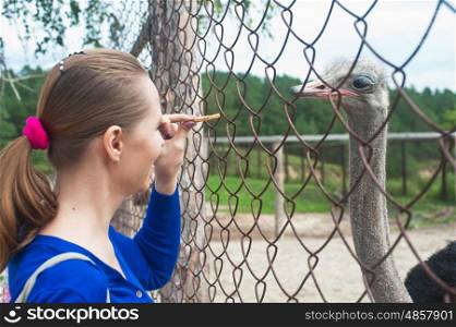 Young attractive woman feeding ostrich . feeding ostrich