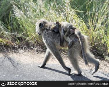 young baby baboon monkey on mothers back in kruger national park