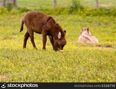 Young baby donkey in a meadow full of wildflowers
