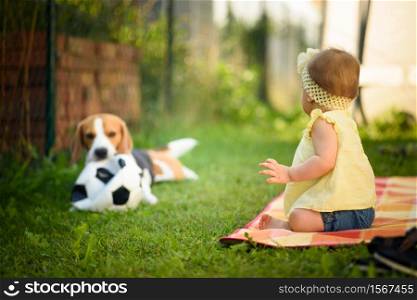 Young baby girl with a beagle dog outdoors. Family pet concept. Young baby girl with a beagle dog outdoors.