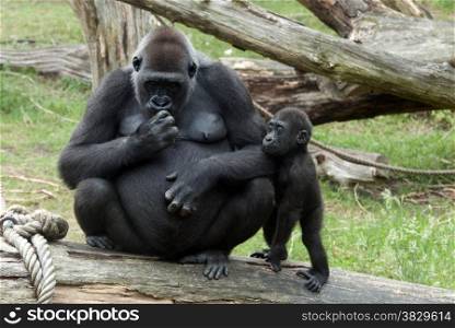 young baby gorilla and mother