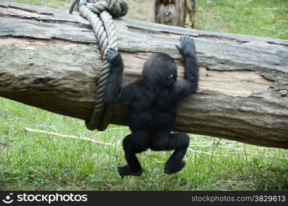 Young baby Gorilla playing climbing up a tree