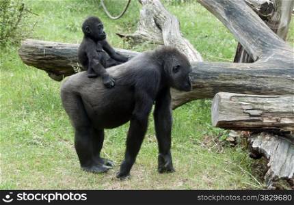 young baby gorilla riding on mothers back