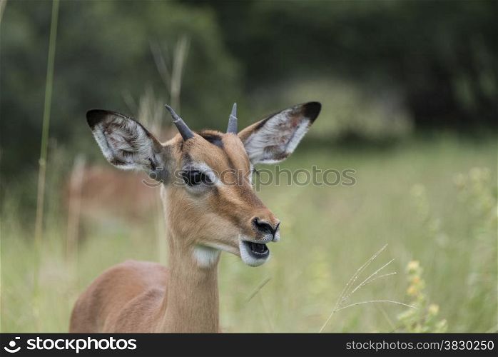 young baby impala kruger national park south africa