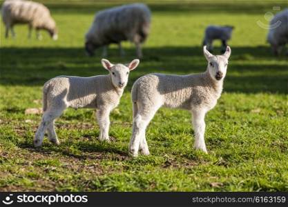 Young baby spring lambs and sheep in a green farm field
