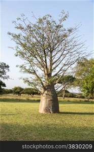 young baobap tree in nature south africa