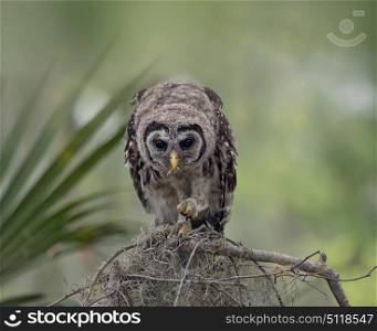 Young Barred Owl Perches on a Branch and feed on a caterpillar. Barred Owlet Perches on a Branch