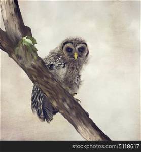 Young Barred Owl Perches on a Branch.Digital painting.. Barred Owlet Perches on a Branch