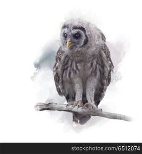 Young Barred Owl Perches on a Branch,Watercolor painting. Barred Owlet Perches on a Branch
