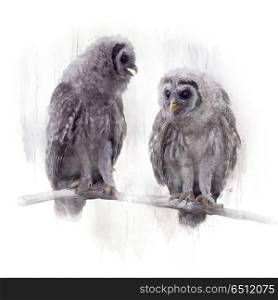 Young Barred Owls Perched on a Branch,Watercolor painting. Two Barred Owlets perched on a Branch