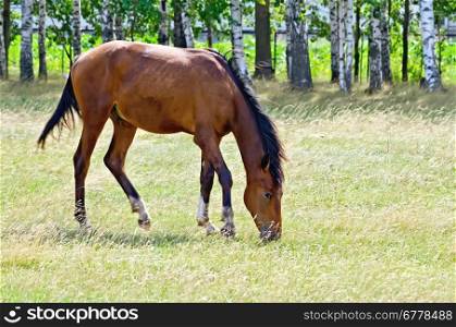 Young bay horse grazing in a pasture on the background of birch trees