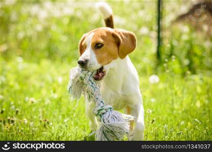 Young Beagle dog runs with a pet toy in a green garden during sunny summer day.. Beagle dog run and fun