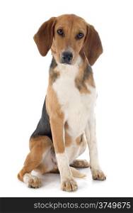 young Beagle Harrier in front of white background