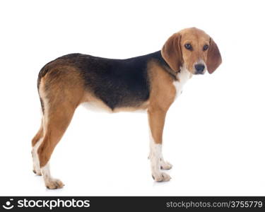 young Beagle Harrier in front of white background