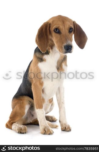 young Beagle Harrier in front of white background