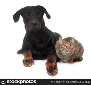 young beauceron and cat in front of white background