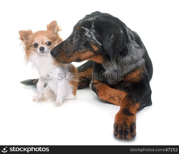 young beauceron and chihuahua in front of white background