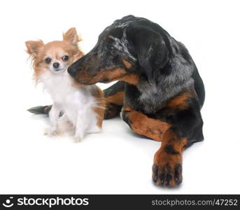 young beauceron and chihuahua in front of white background