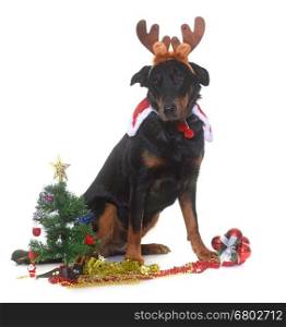young beauceron and christmas in front of white background