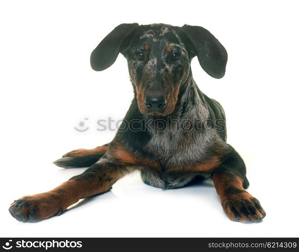 young beauceron in front of white background