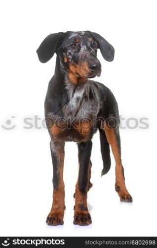 young beauceron in front of white background