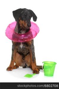 young beauceron in summer in front of white background