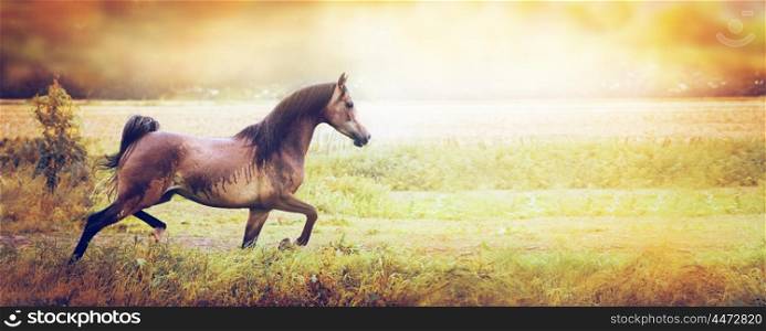 Young beautiful Arabian horse running trot on the autumn field over sunset nature background, banner