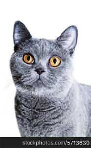 Young beautiful gray British cat on a white background