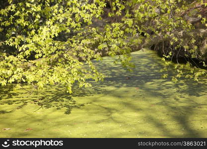 young beech leaves and buds in spring with ditch full of duckweed