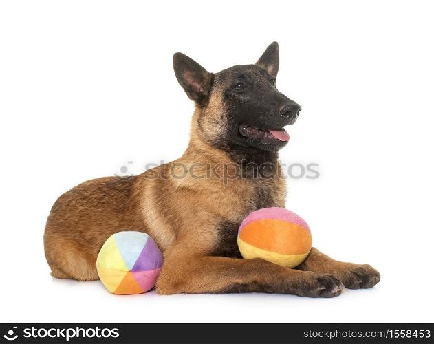 young belgian shepherd in front of white background