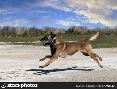 young belgian shepherd training in the nature for security