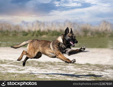 young belgian shepherd training in the nature for security