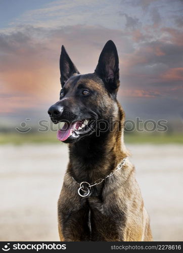 young belgian shepherd training in the nature for security