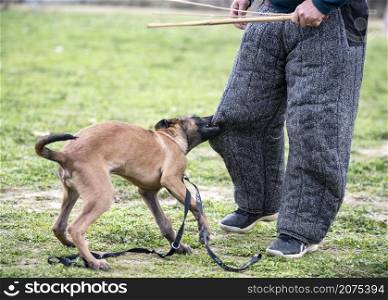 young belgian shepherd training in the nature in summer